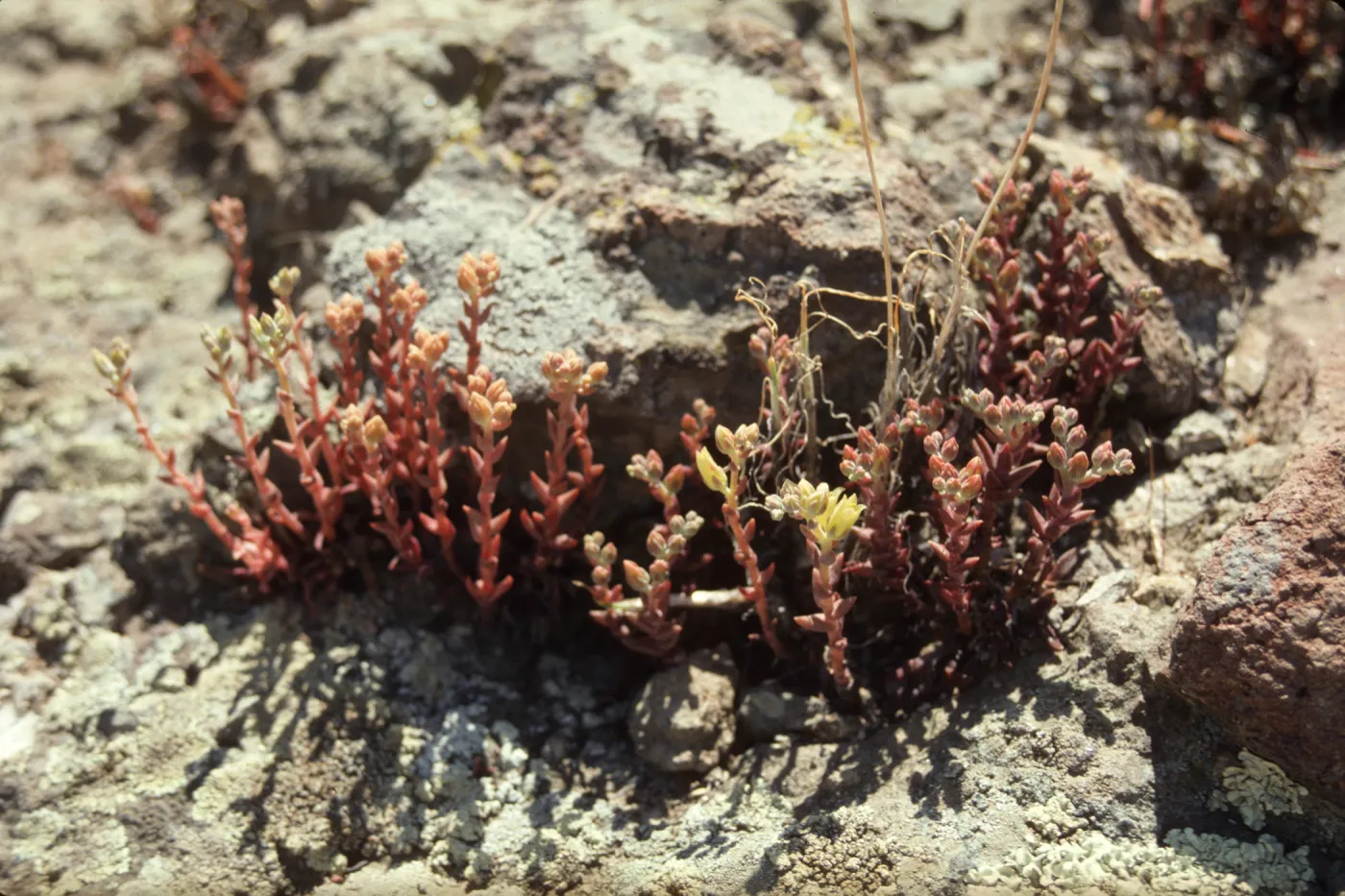 Dudleya parva