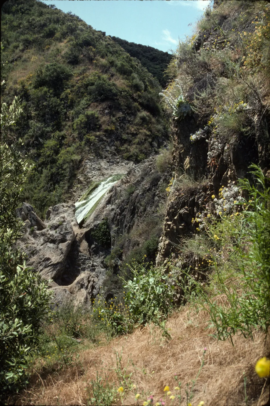 Conejo Creek, Wildwood Park