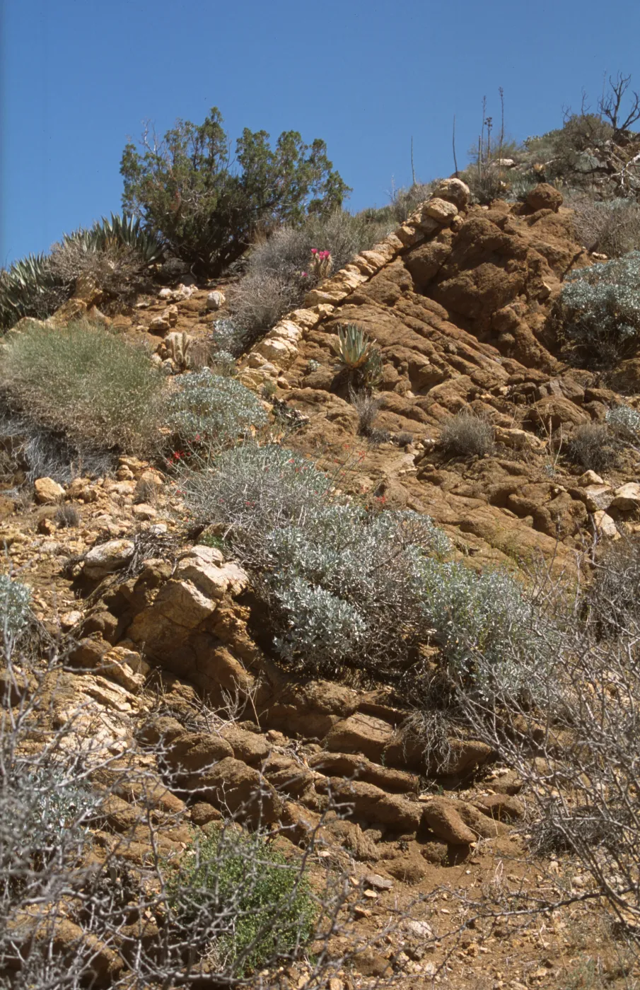 spinal column