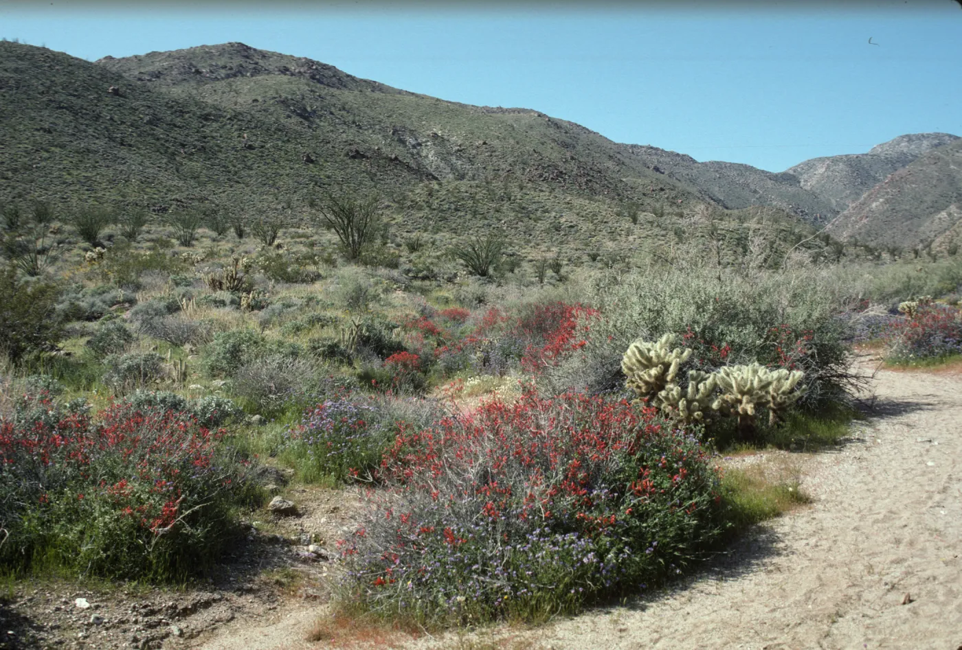 Anza Borrego Hellhole Canyon