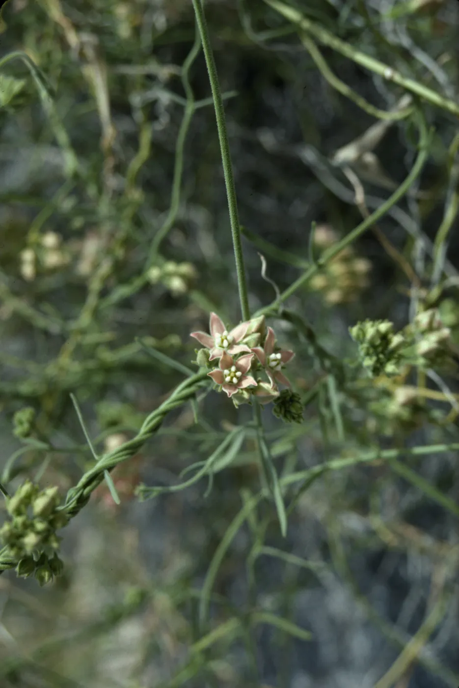 Anza-Borrego, Nude Wash, Viny Asclepias