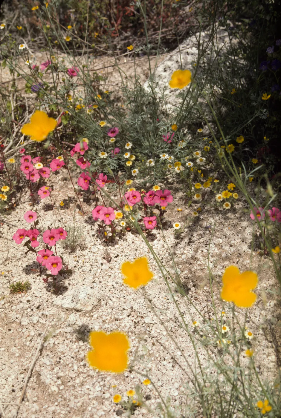 Anza-Borrego Wildflowers (California Poppies)