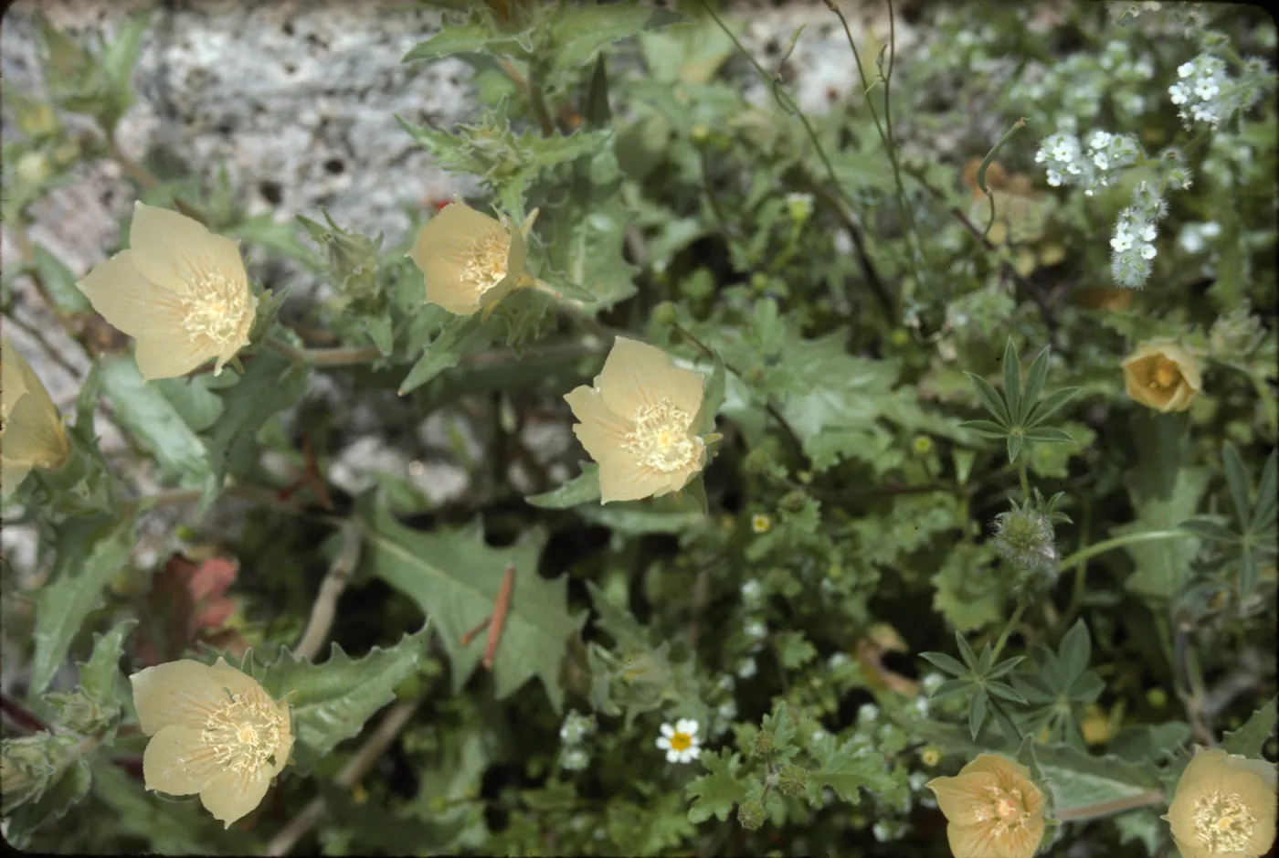 Mentzelia?