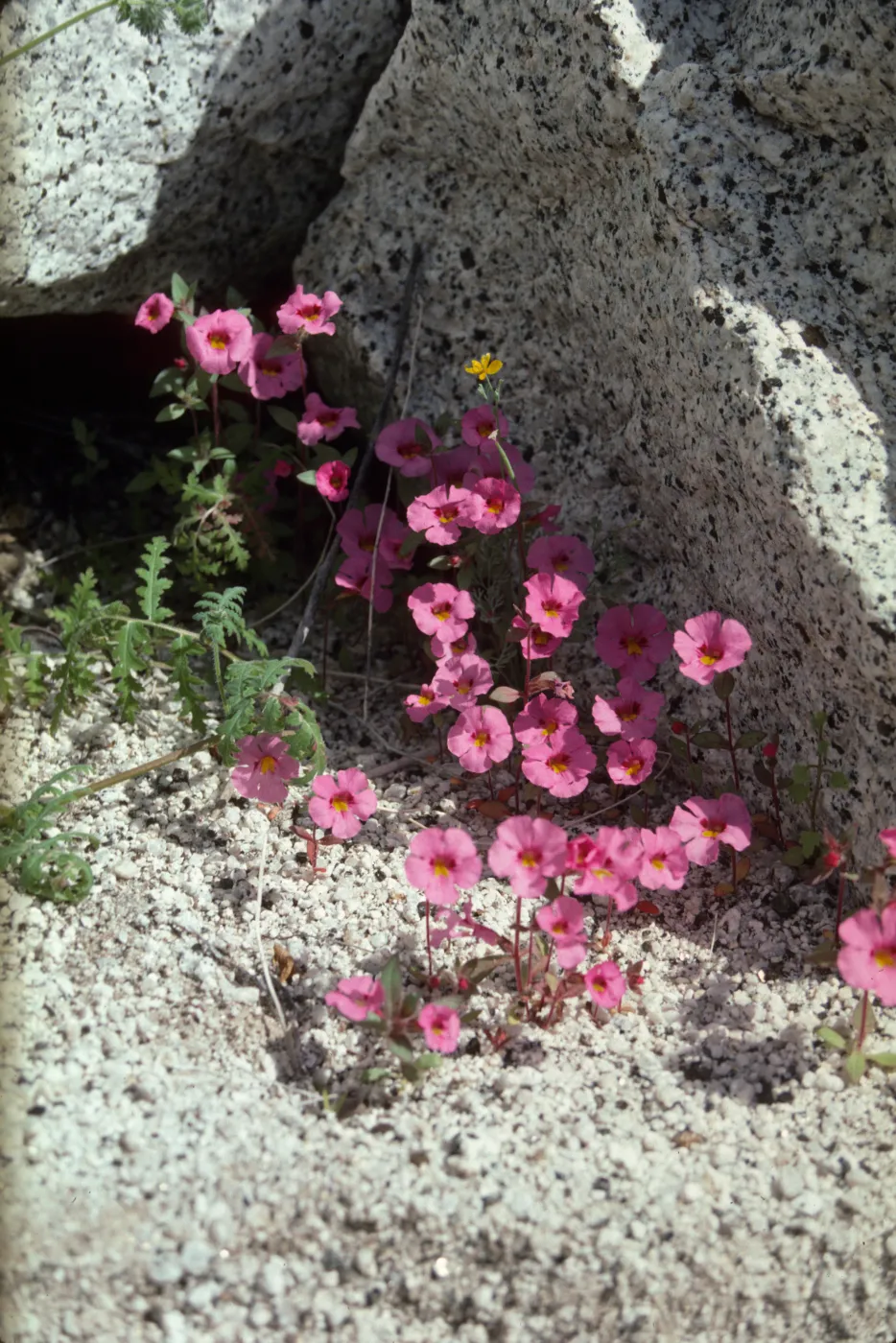 Mimulus