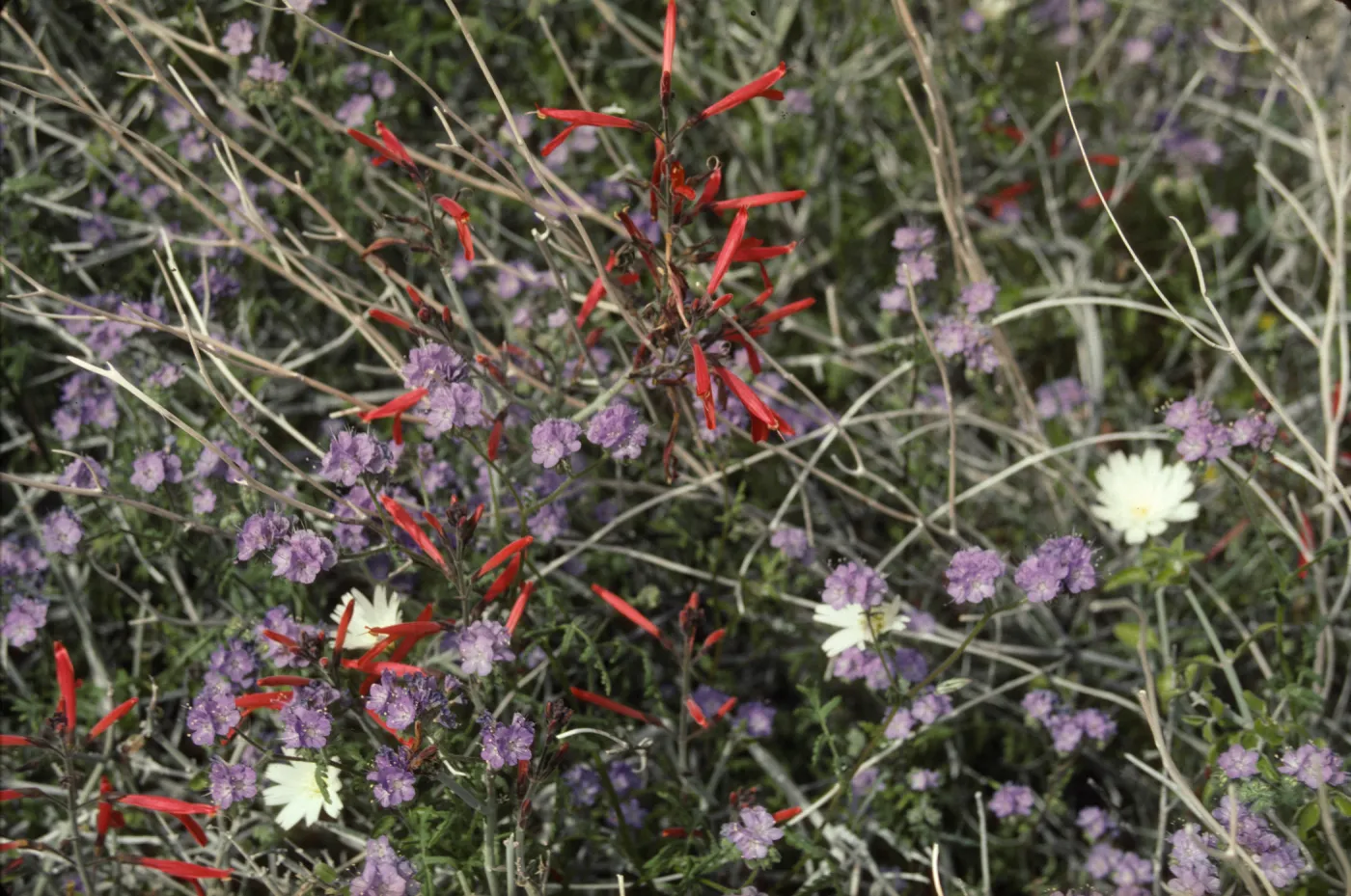 Wildflowers