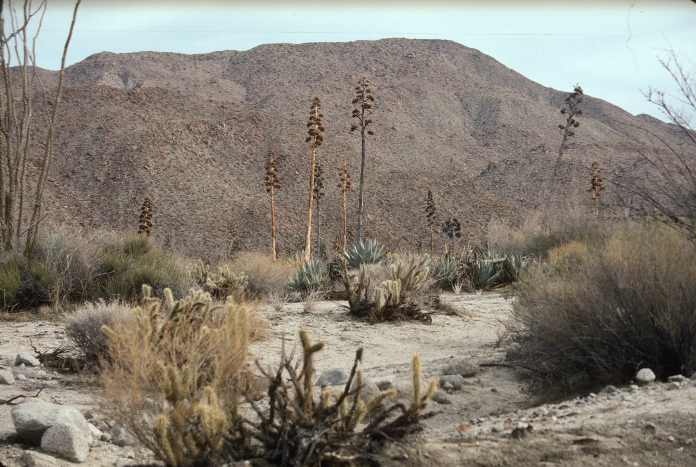 Anza-Borrego Desert State Park, Pinyon/Nolina Wash