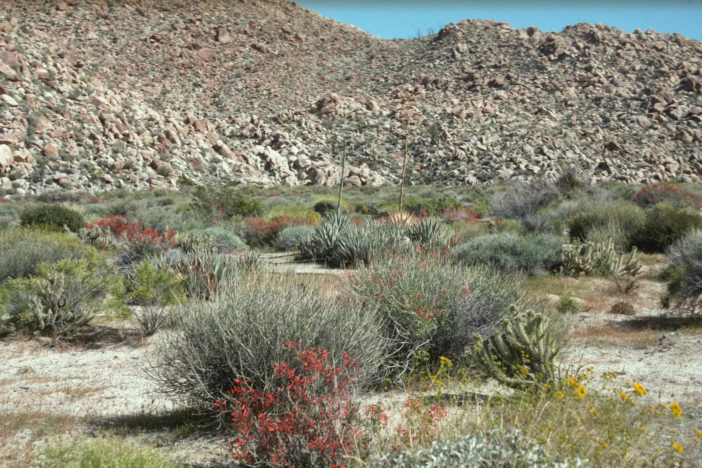 Desert Floor