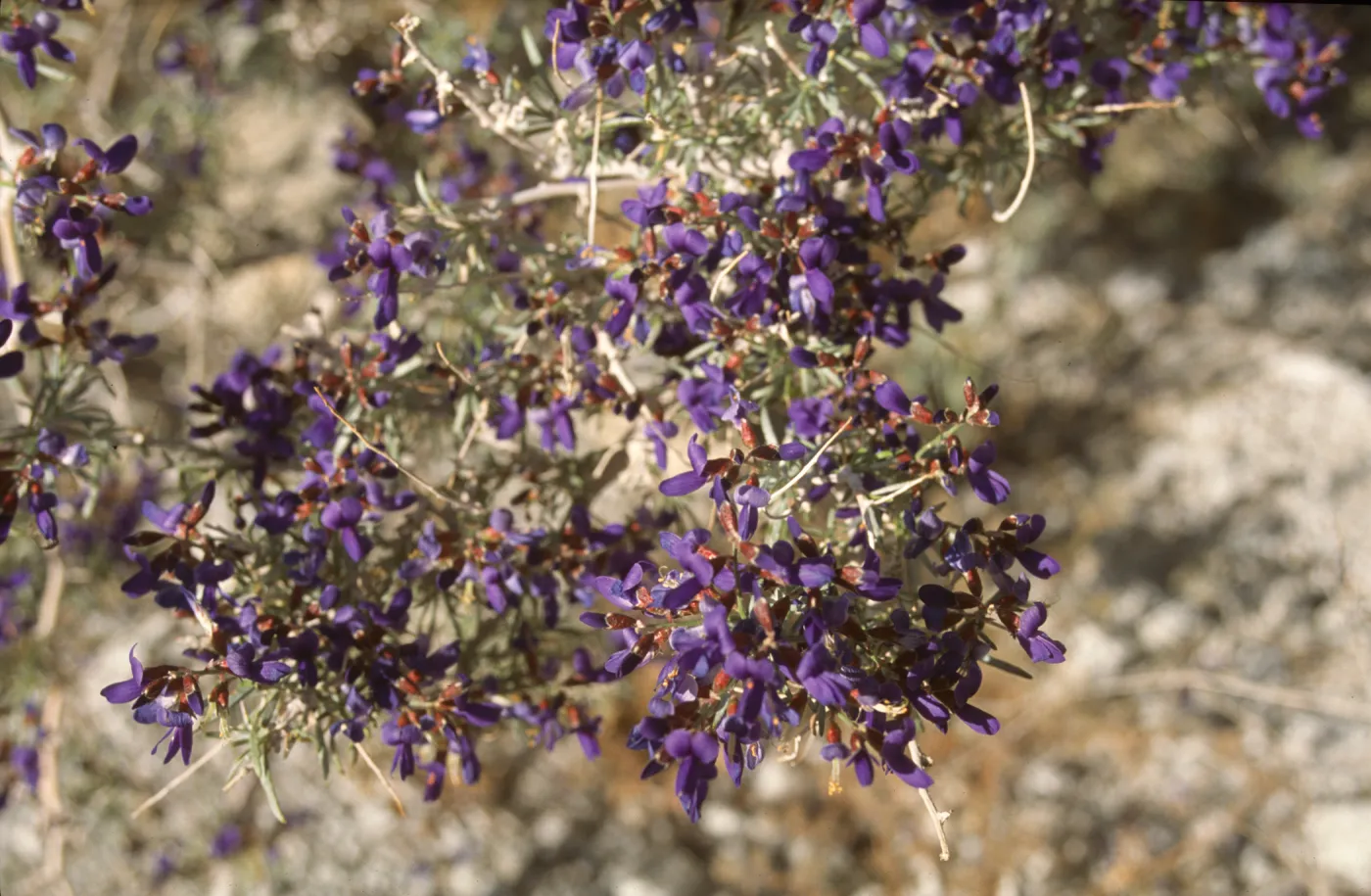 Psorothamnus