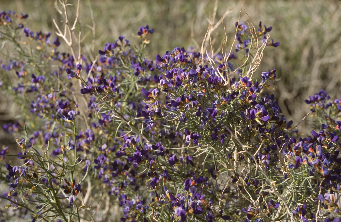 Psorothamnus