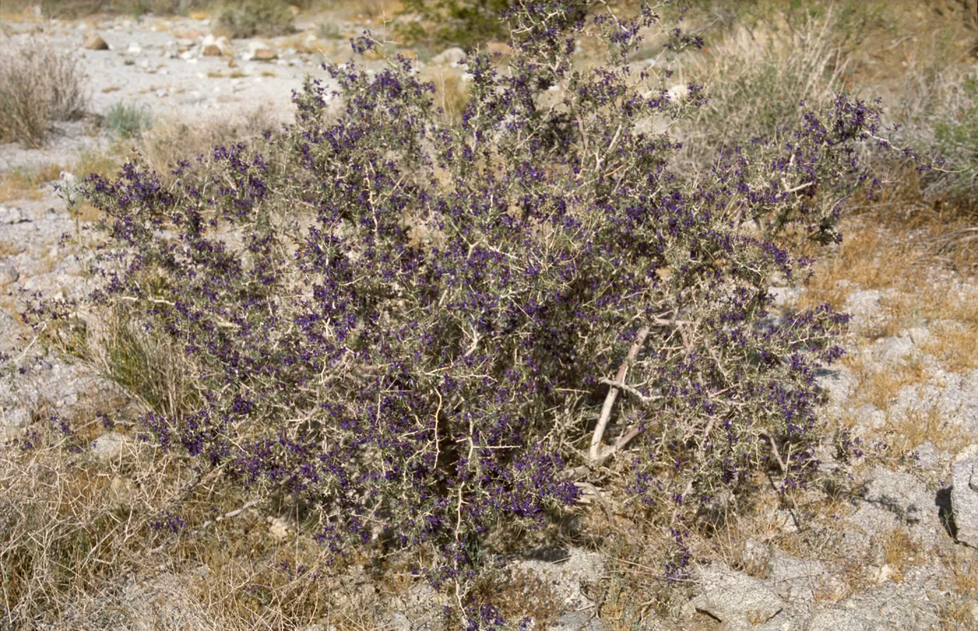 Psorothamnus