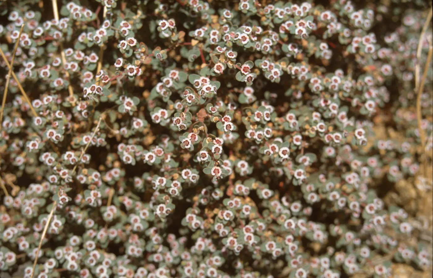 Euphorbia