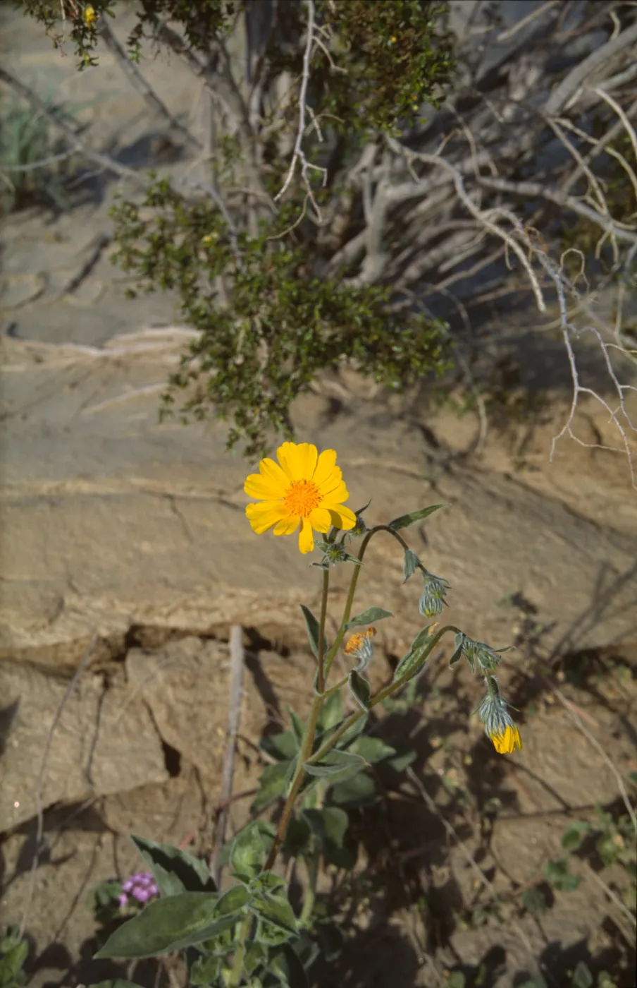 Geraea