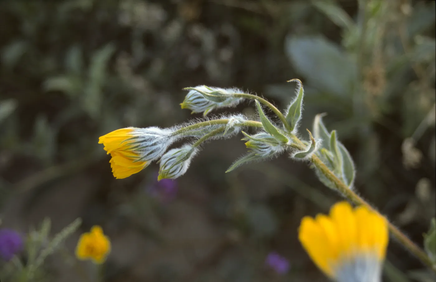 Geraea