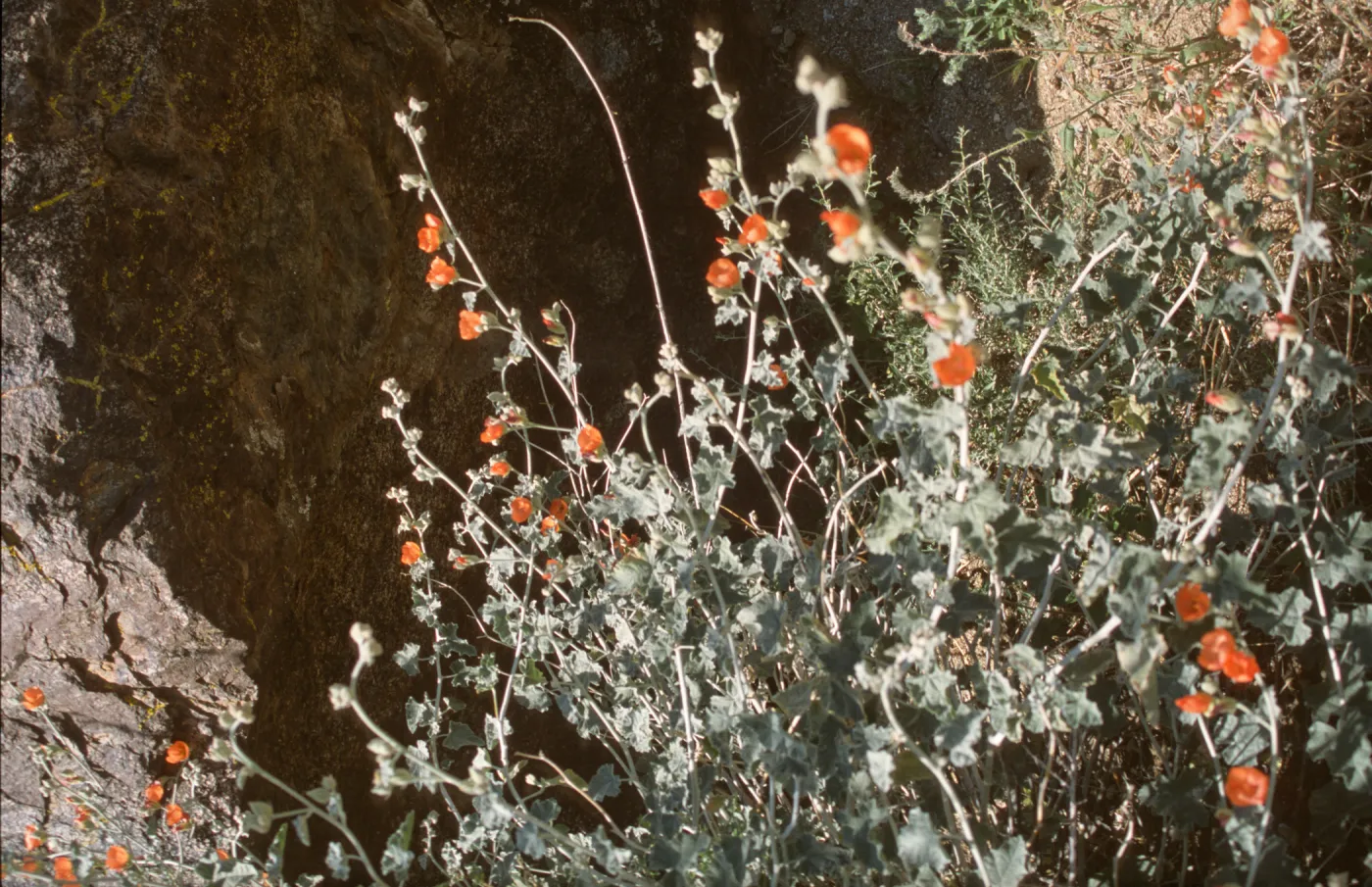Sphaeralcea ambigua