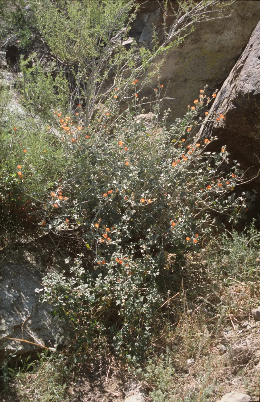 Sphaeralcea ambigua