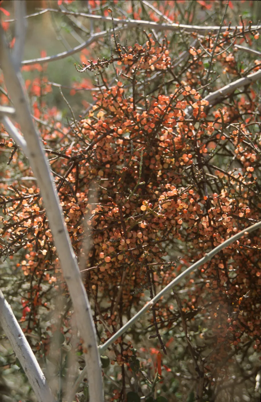 Mistletoe