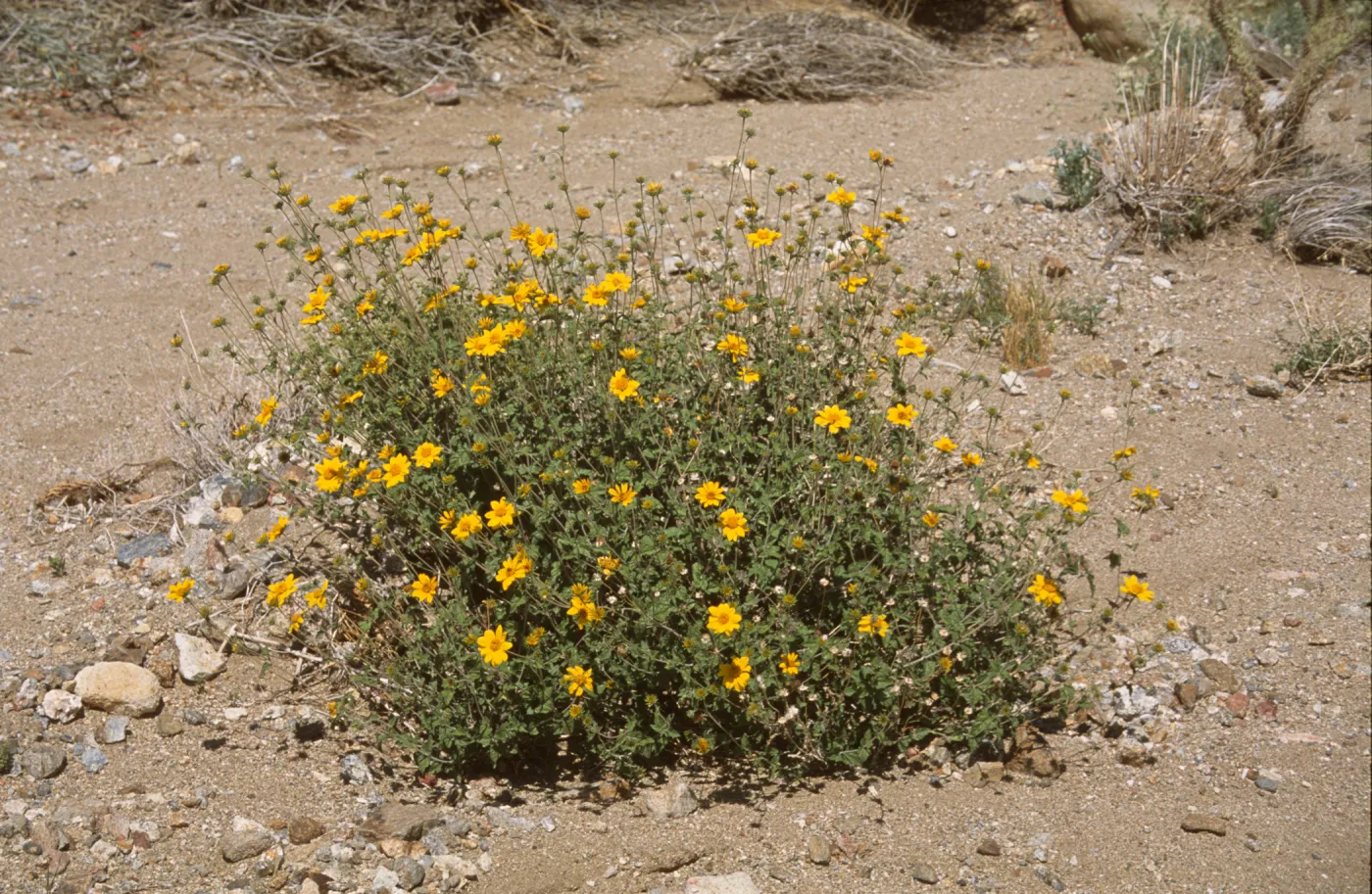 Encelia