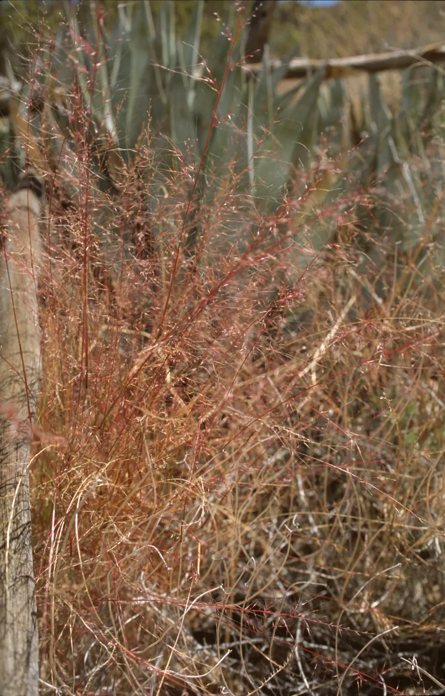 Grass