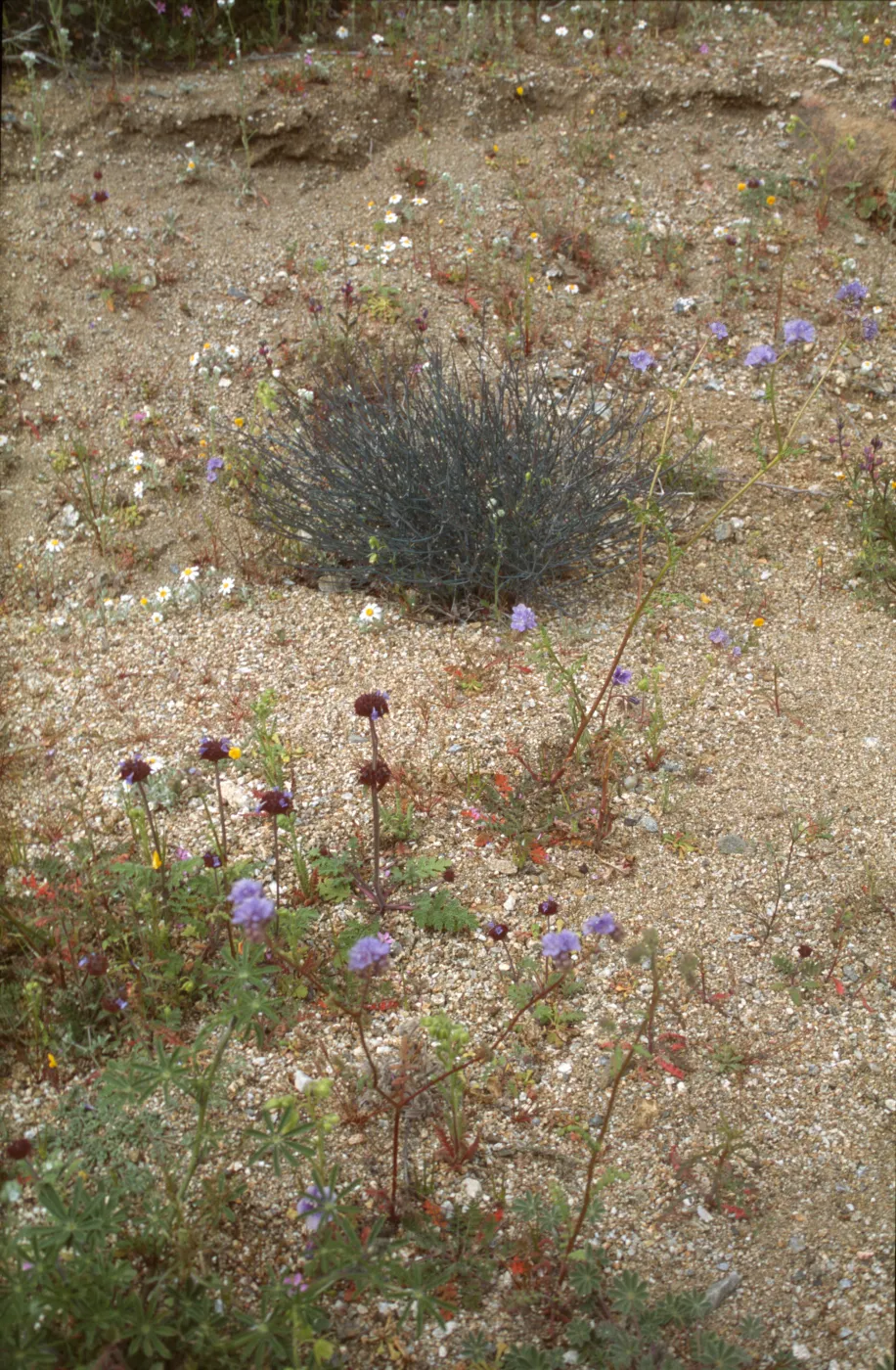 Fleurs