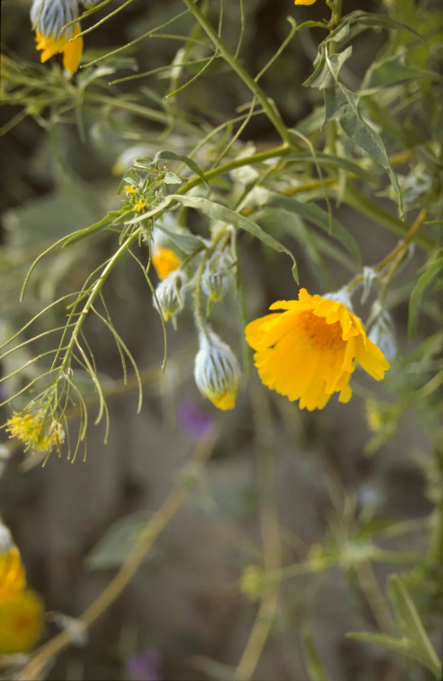 Geraea