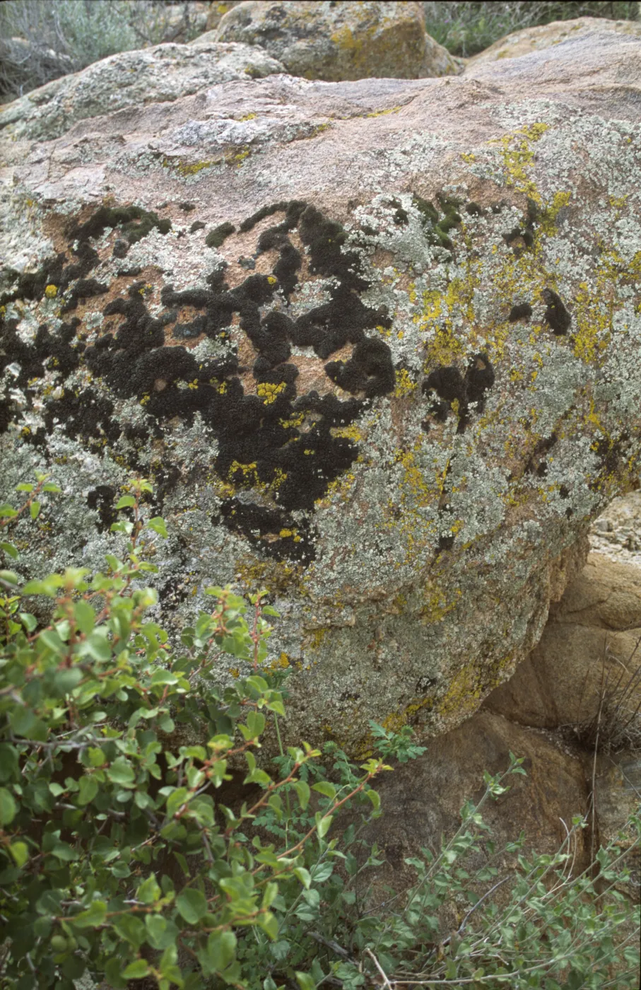 Lichens