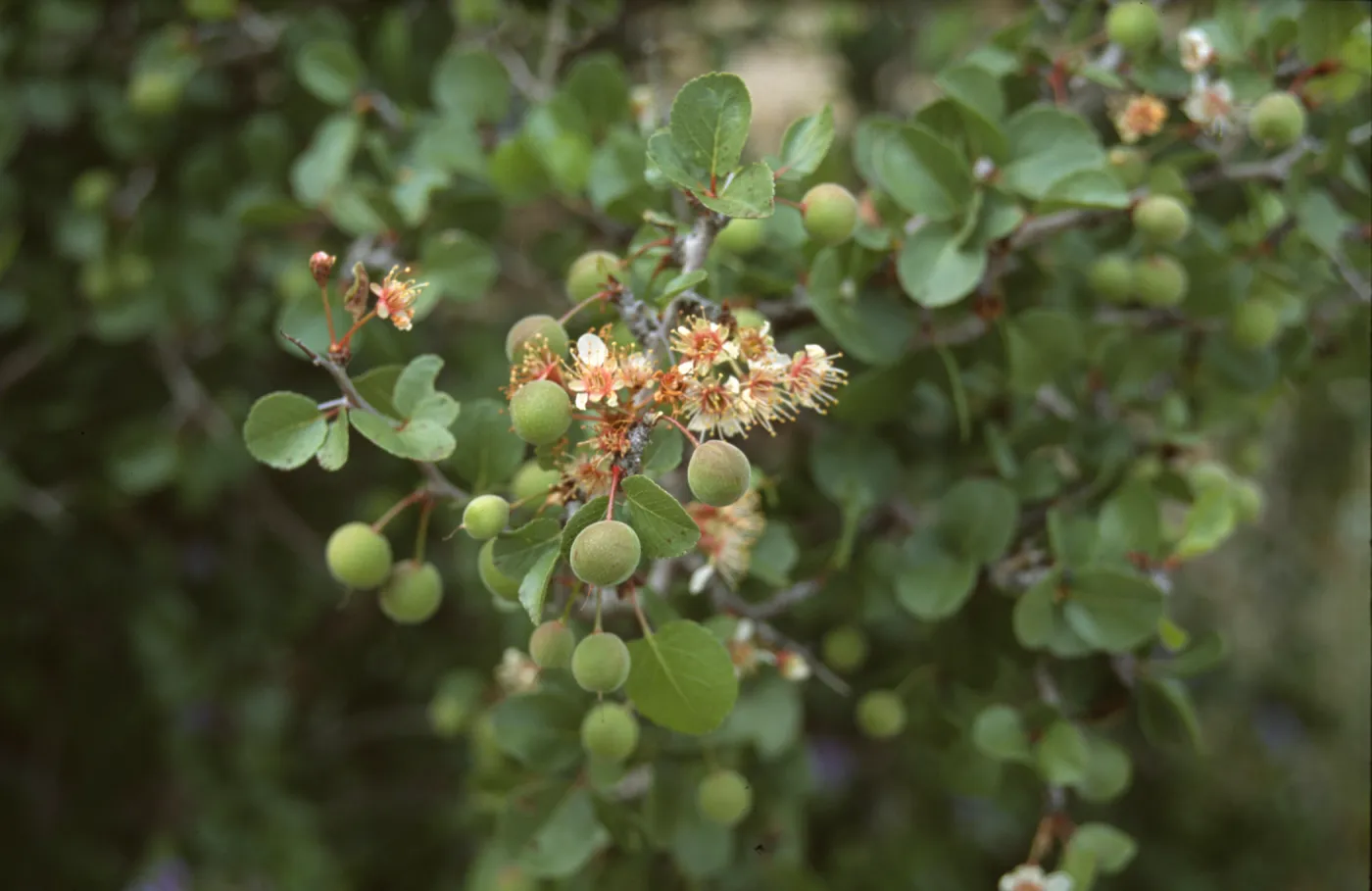 Prunus