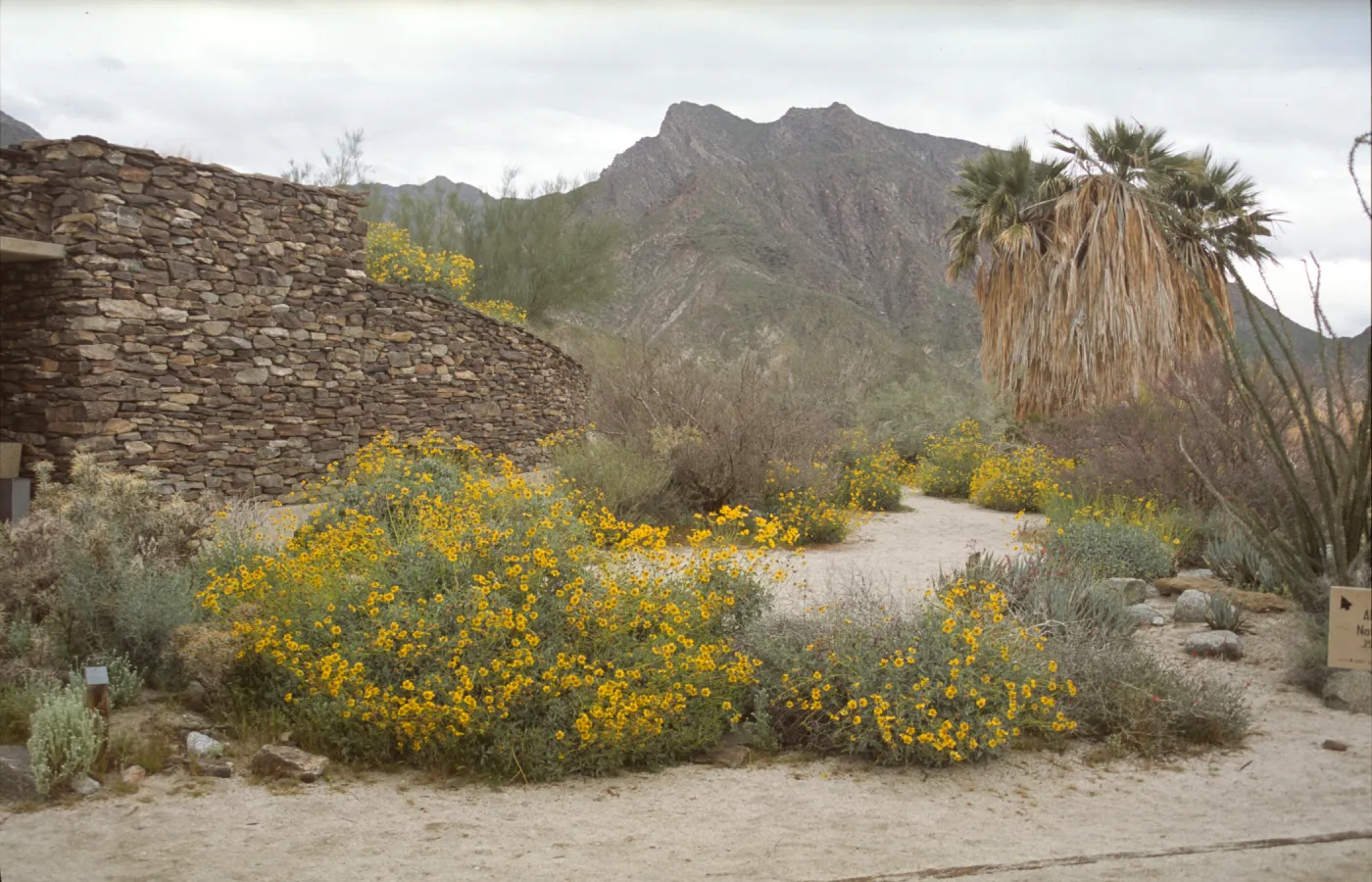 Encelia