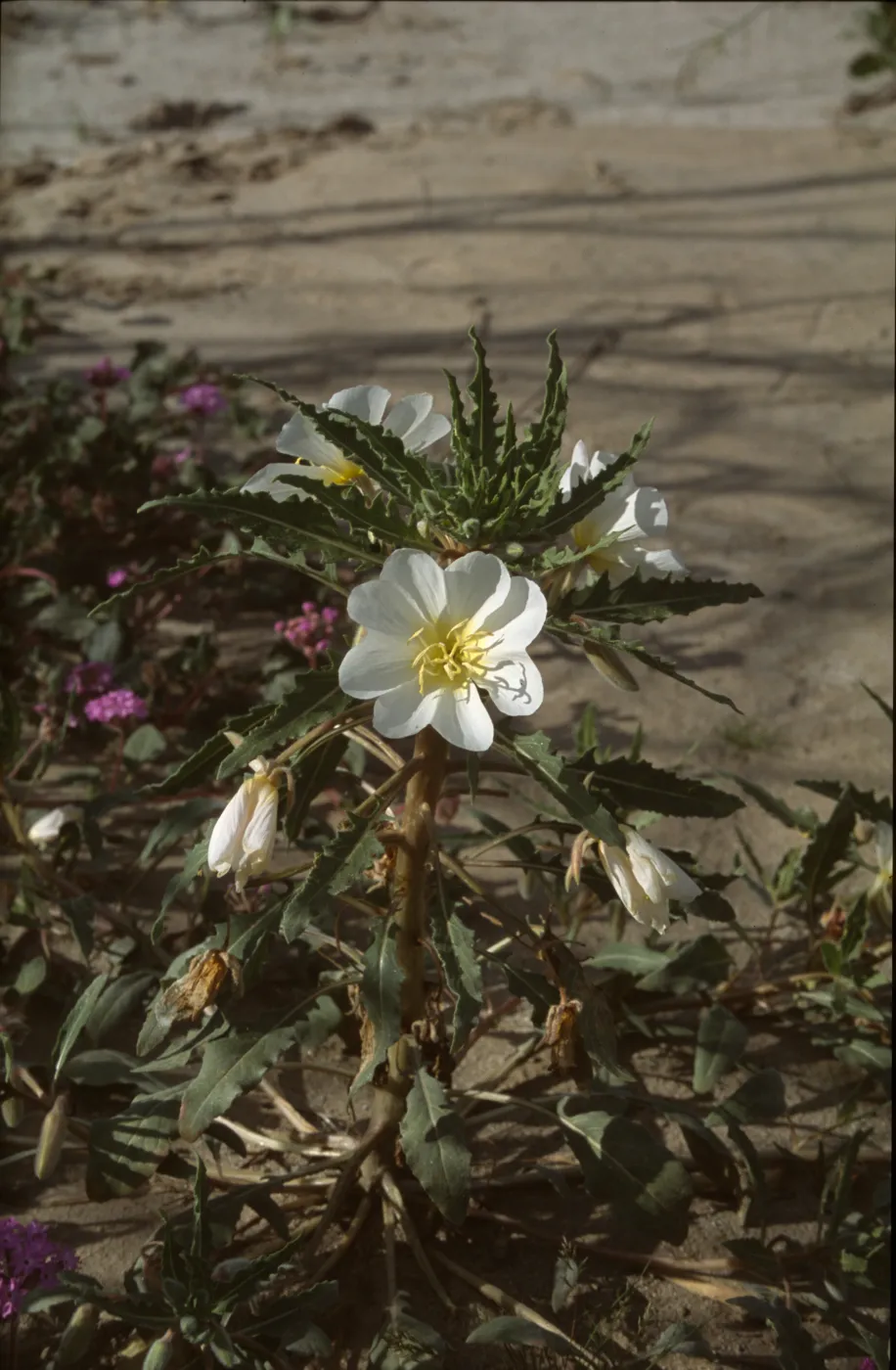 Oenothera deltoides