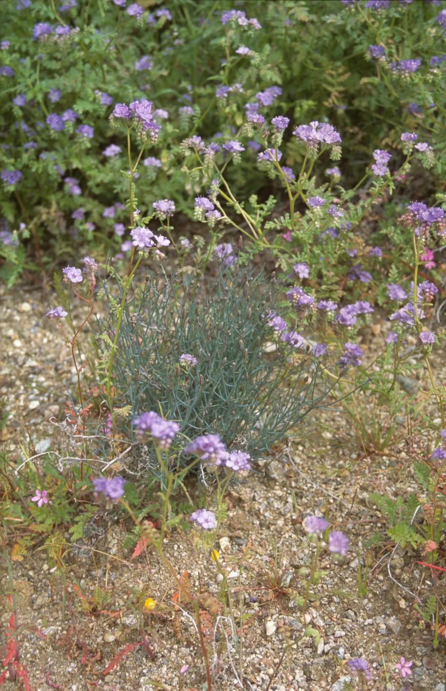 Palafoxia