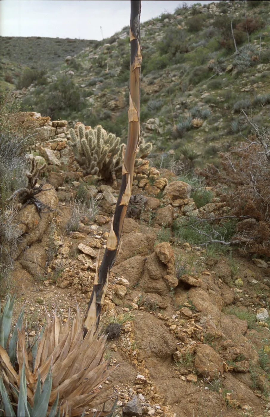 Agave deserti stalk (Desert agave)