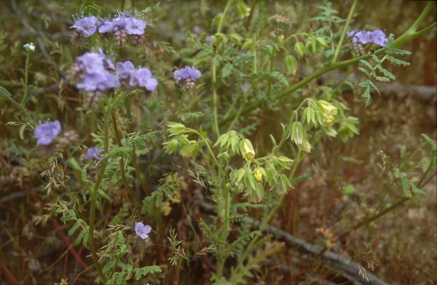 Emmenanthe