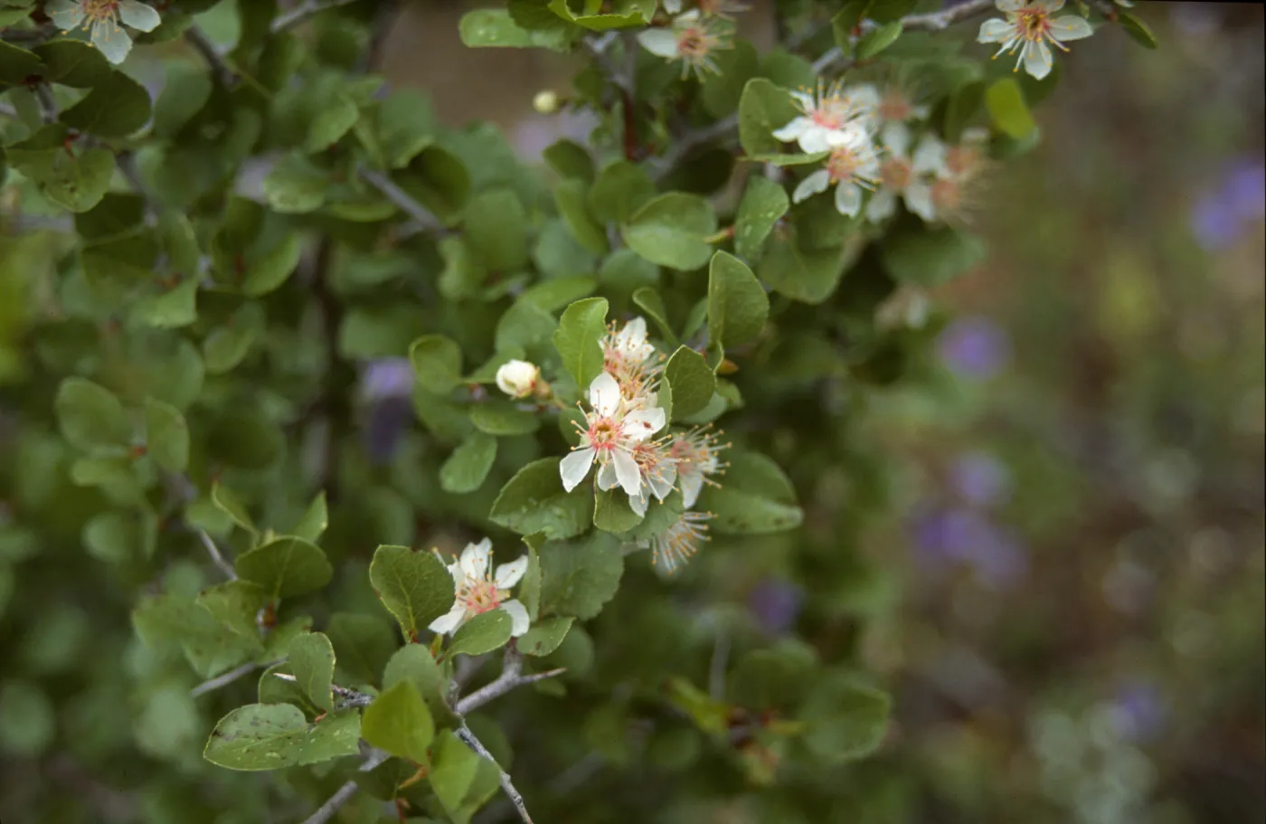 Prunus