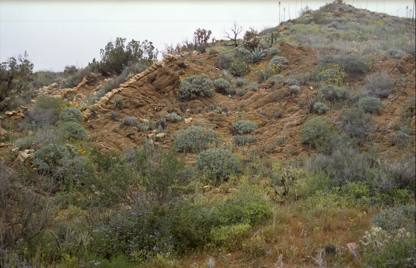 Rock 'Wall'