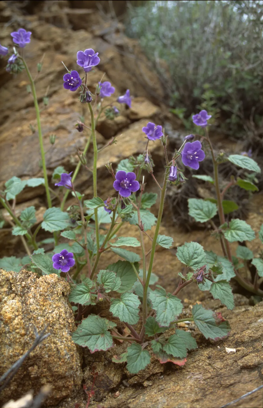 Phacelia minor