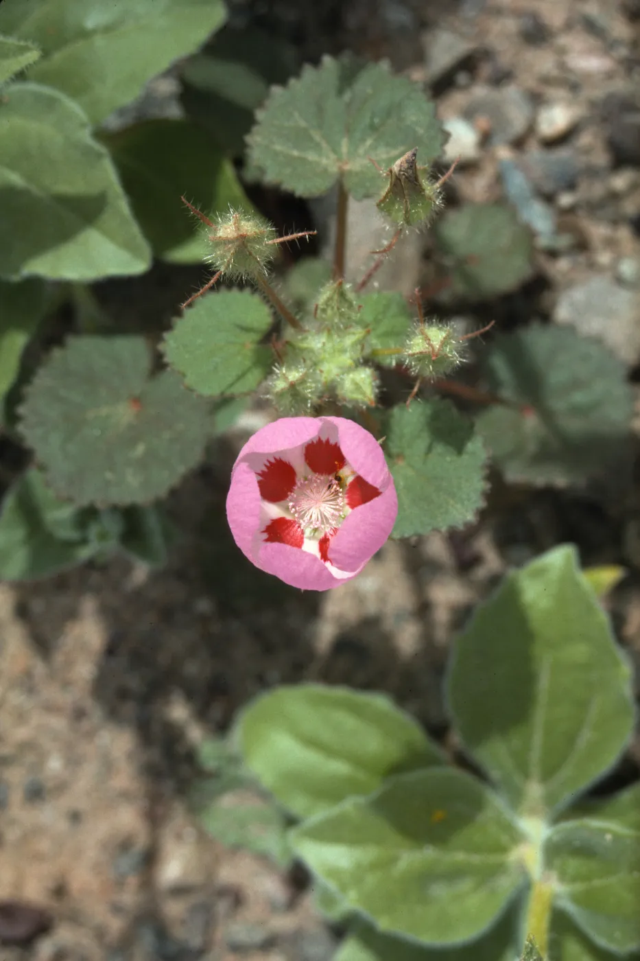 Eremalche rotundifolia