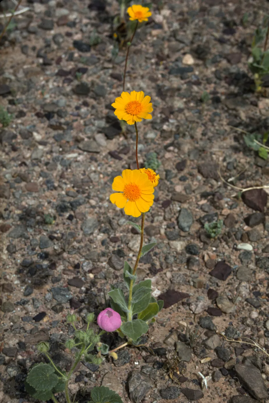 Baileya
