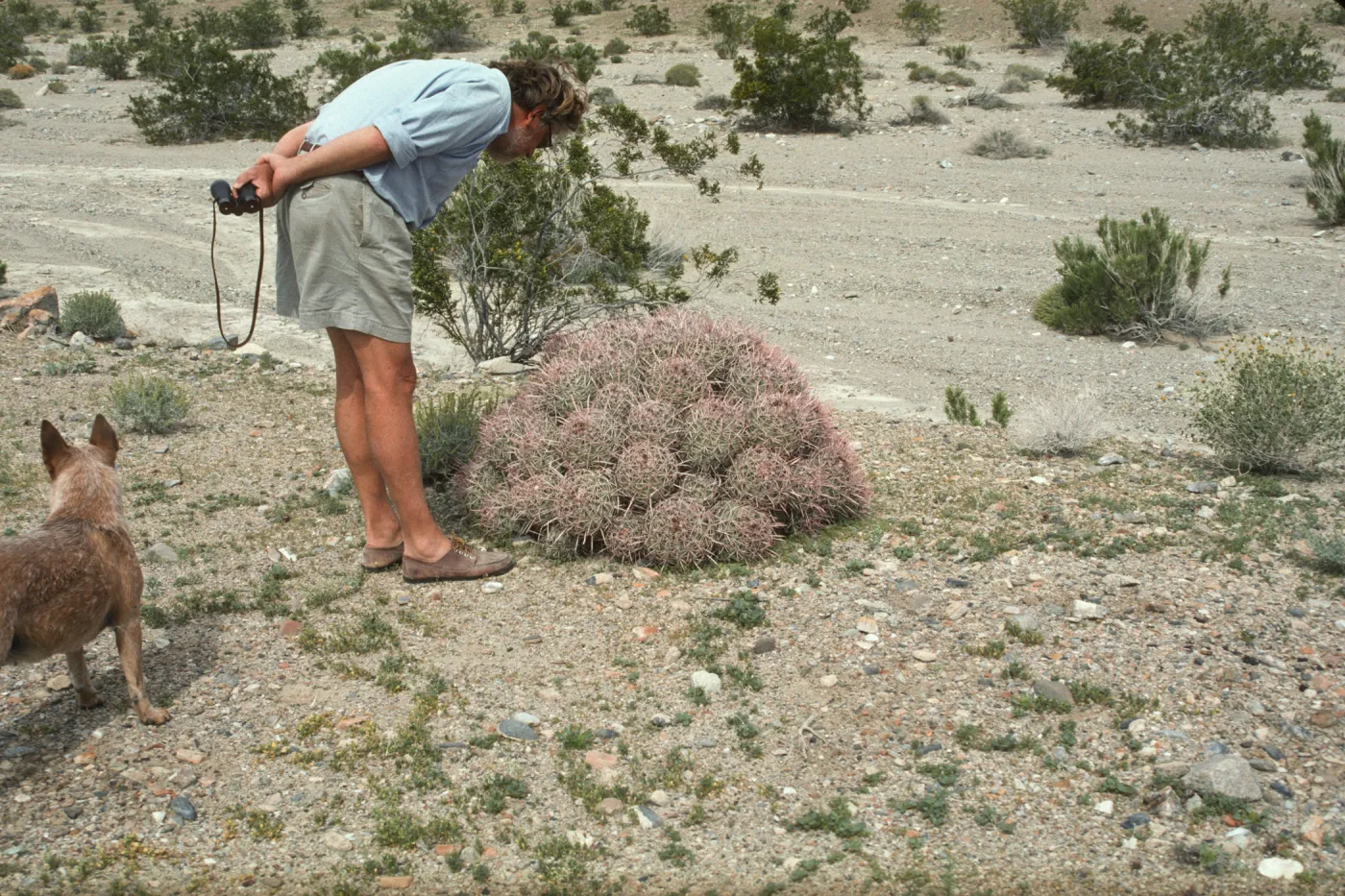 Echinocactus polycephalus