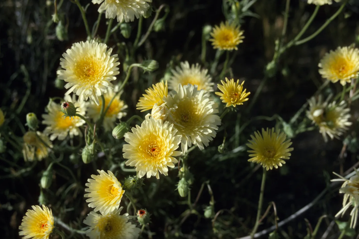 Geraea?