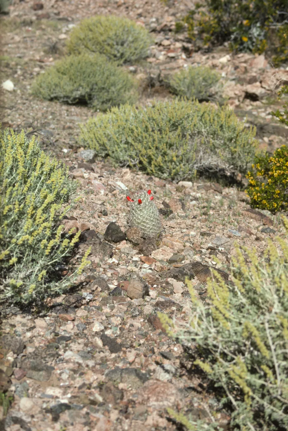 Ambrosia dumosa