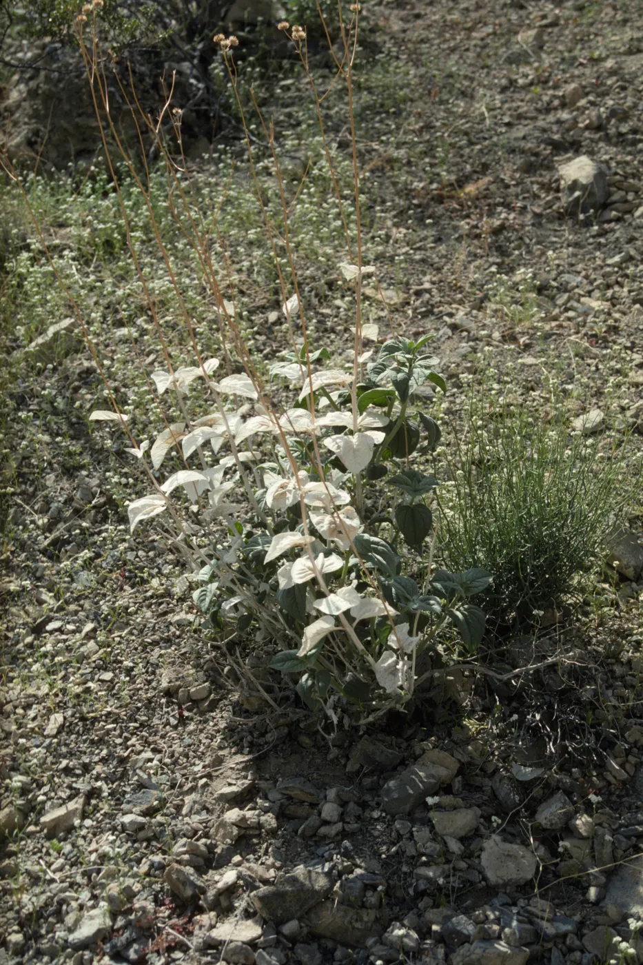 Viguiera deltoidea