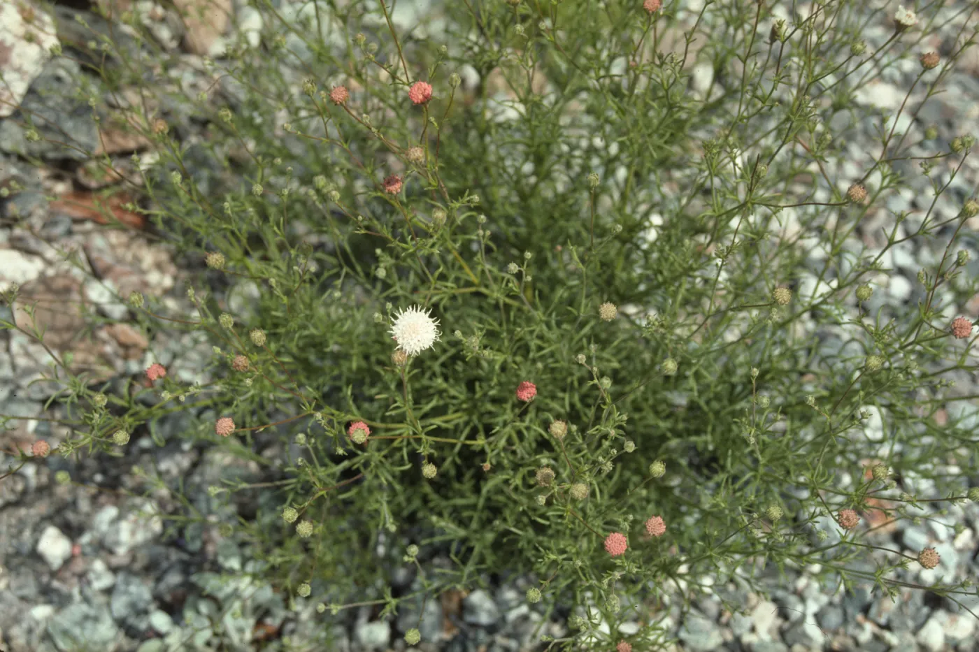Chaenactis fremontii