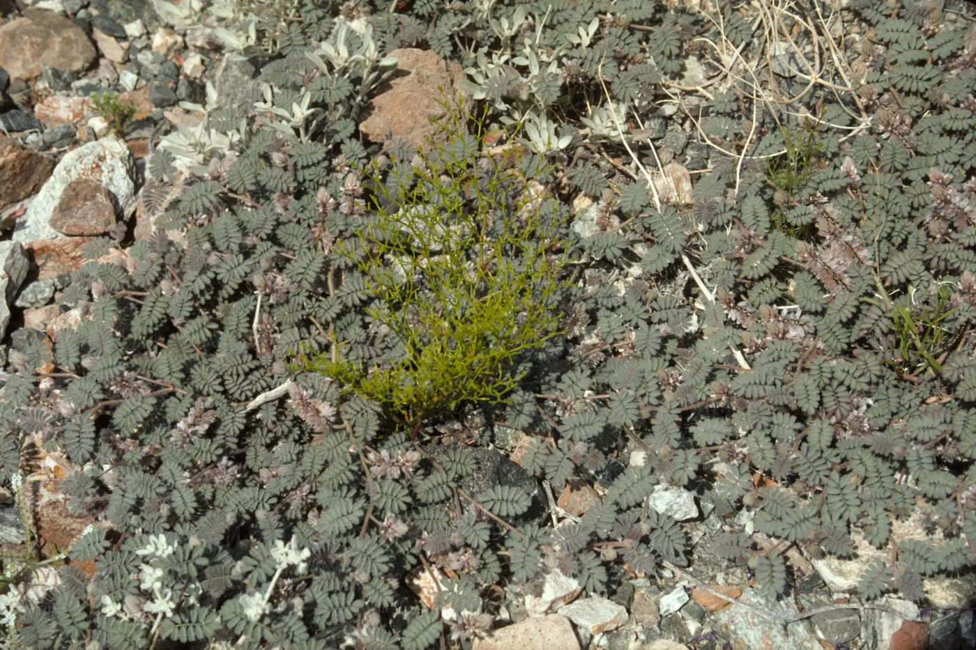 Dalea mollis