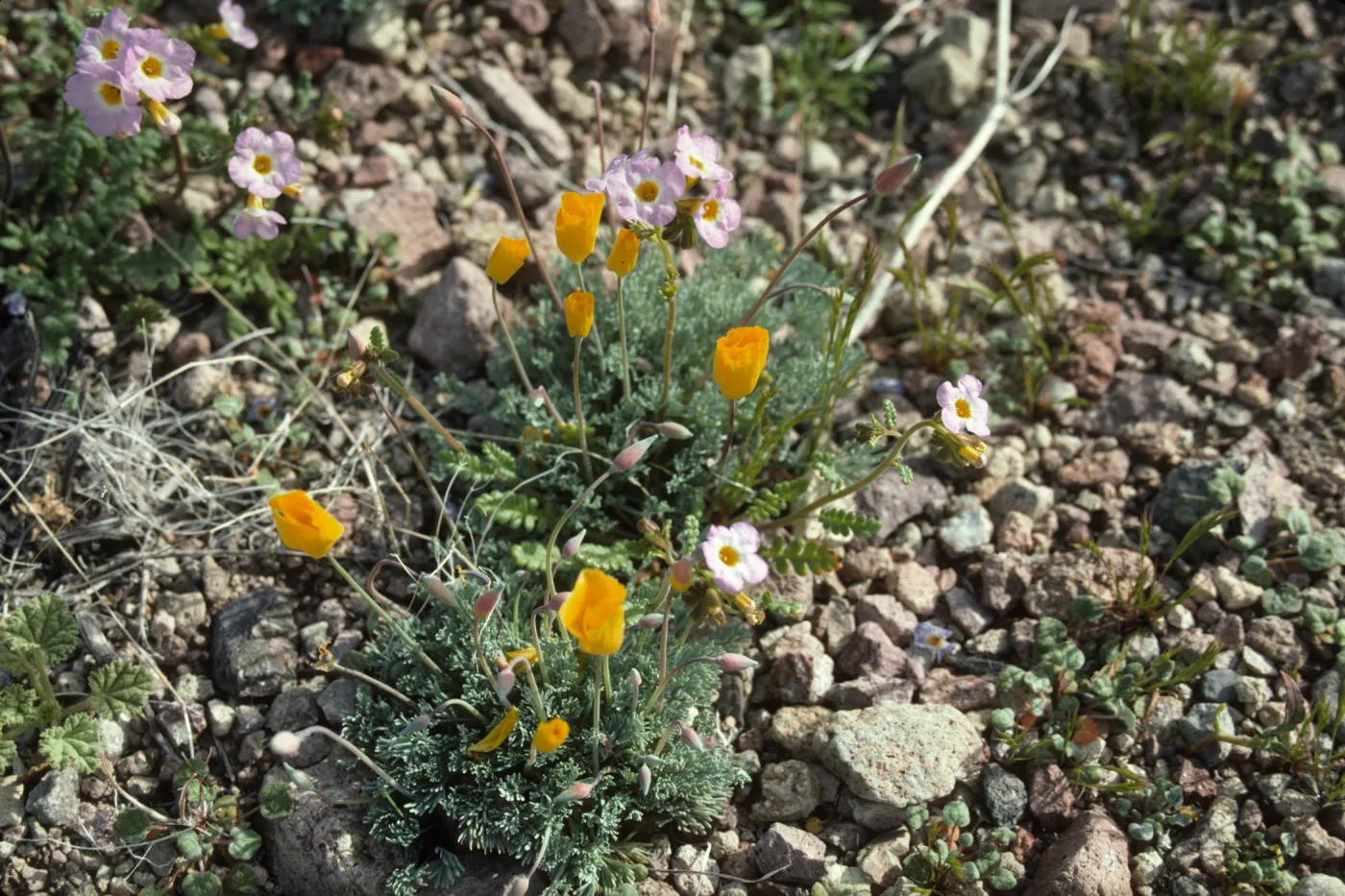 Eschscholzia (California Poppy)