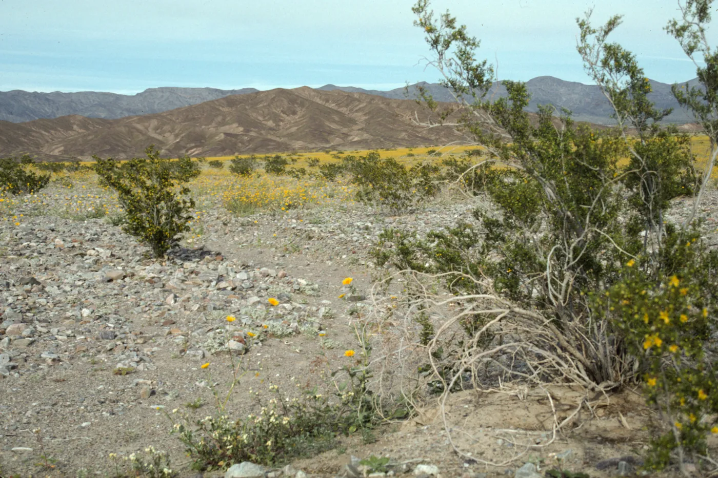 Geraea in Death valley