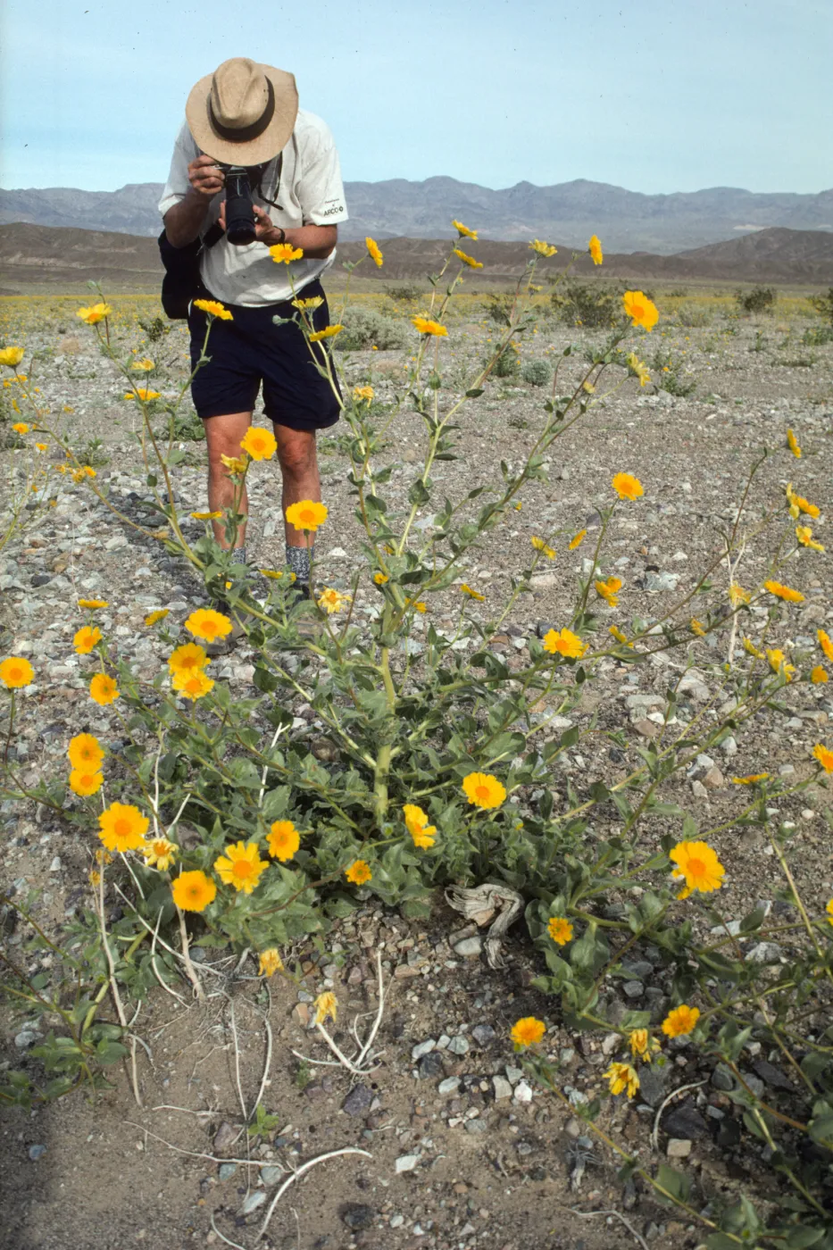 Geraea in bloom, Death valley