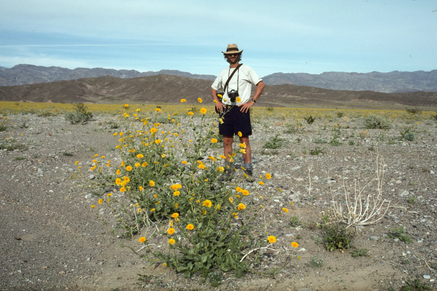 Geraea in bloom, Death Valley. Owen Dell