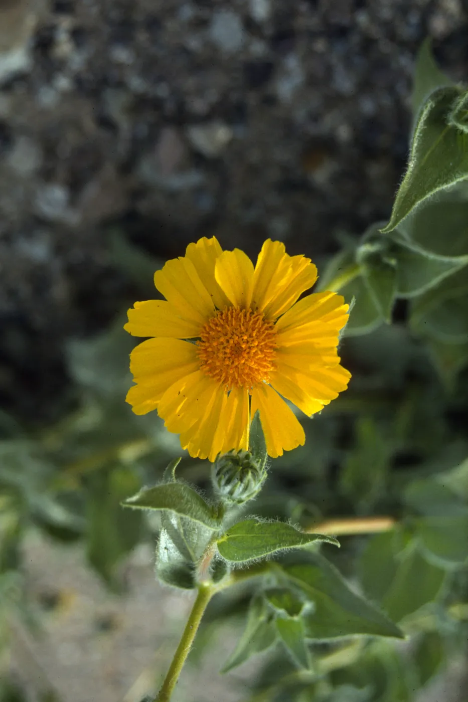 Geraea flower