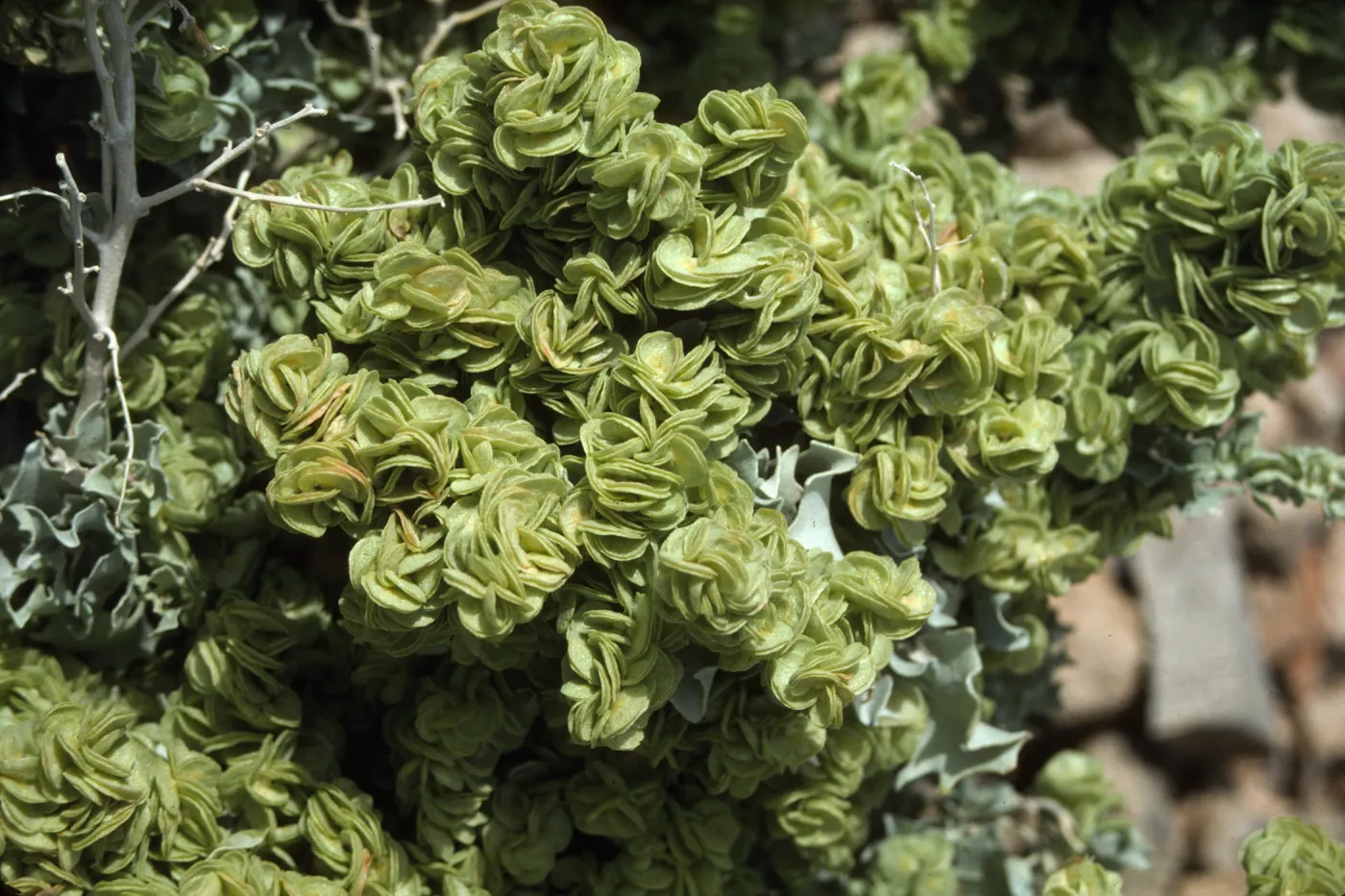 Atriplex canescens fruit