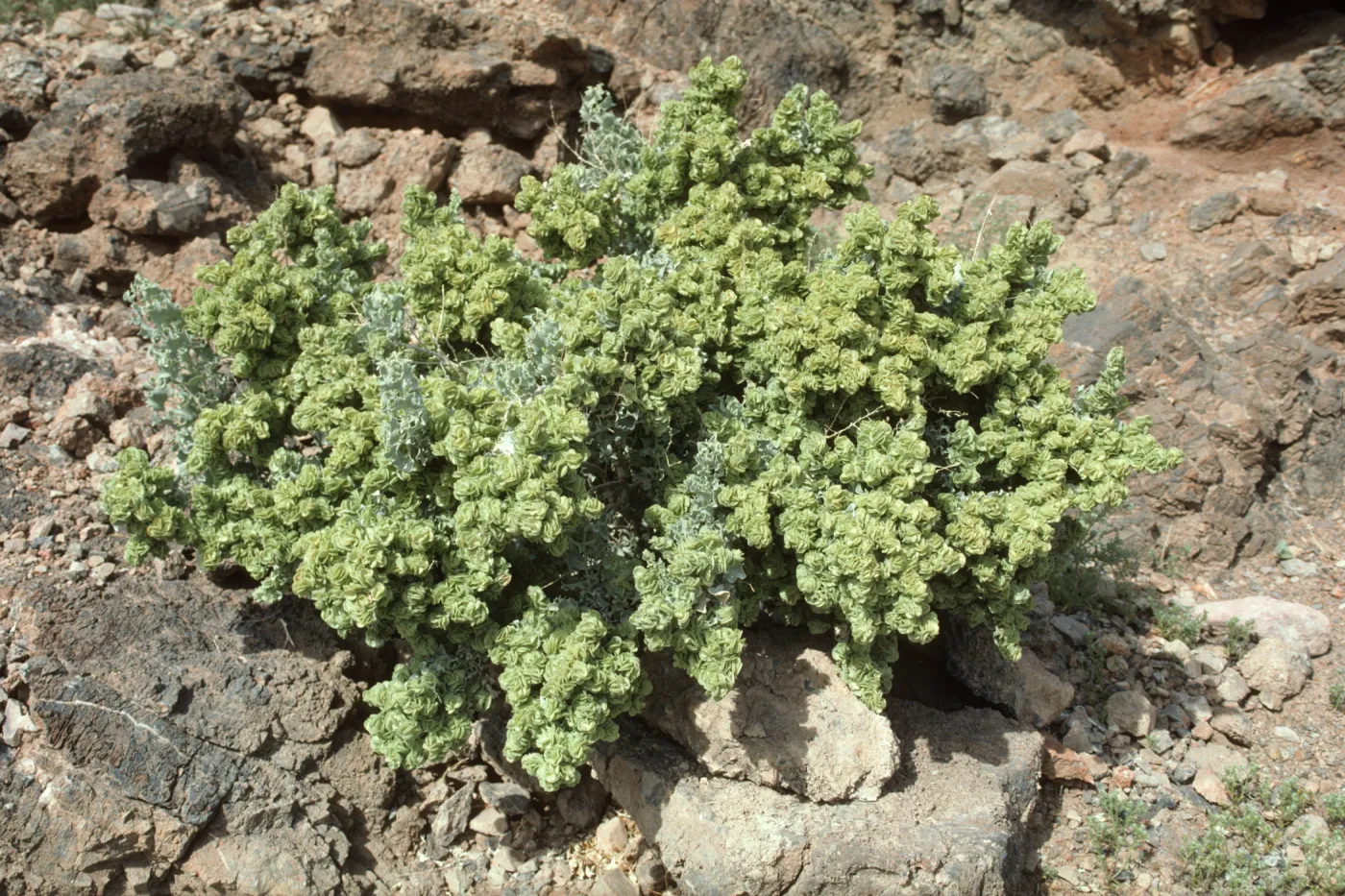 Atriplex canescens