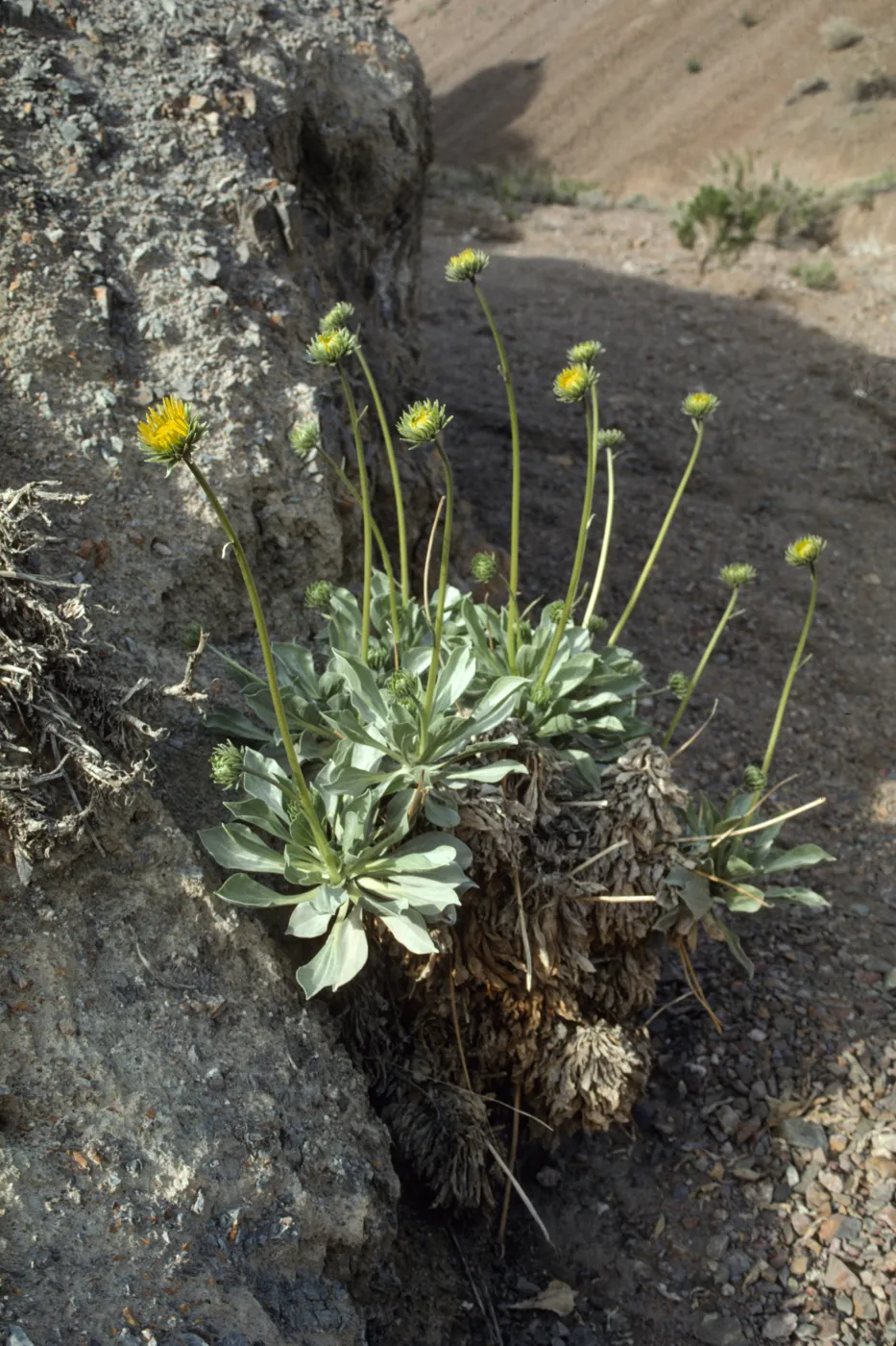 Enceliopsis covillei